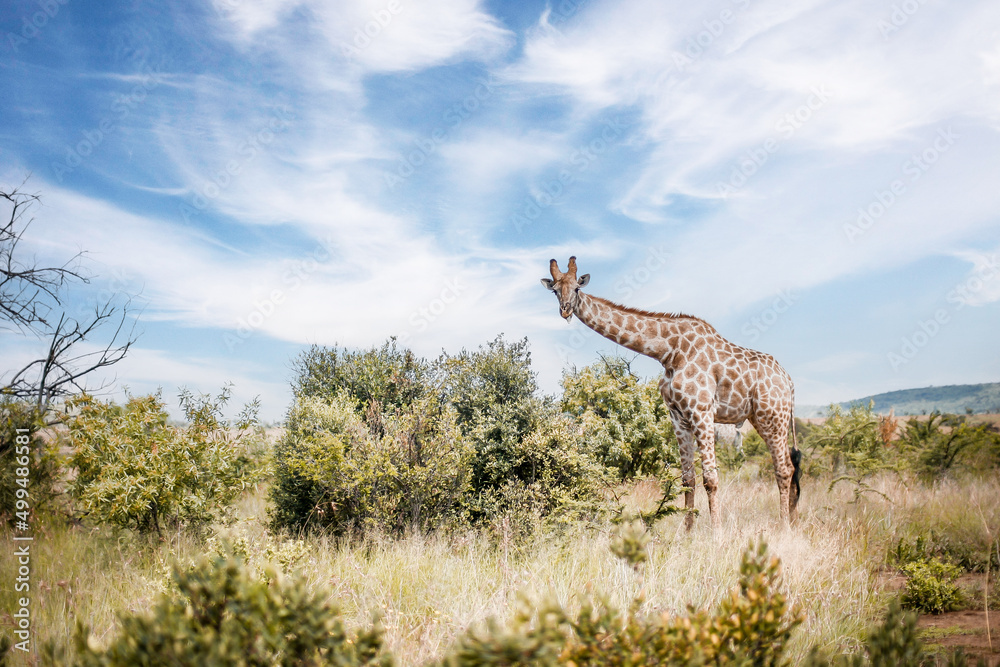 Fototapeta premium South Africa, Giraffe