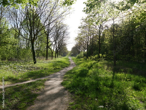  Chemin ou route en terre, dans une foret, en pleine nature, avec des arbres partout et de la verdure, sol couvert de feuillages et de lierres, personne et aéré, espacé