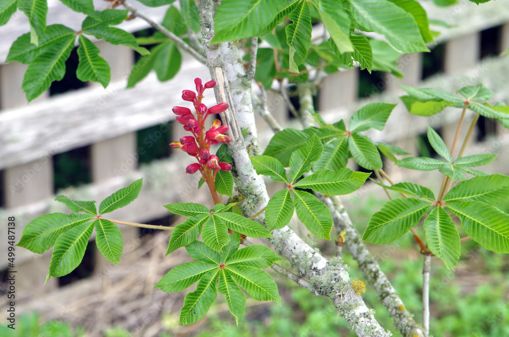 Closeup of red buckeye flower on tree branch in garden with cedar wood lattice in background Closeup of red buckeye flower on tree branch in garden with cedar wood lattice in background