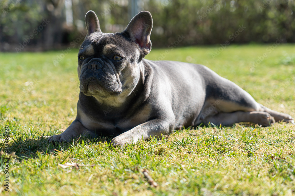 Französische Bulldogge