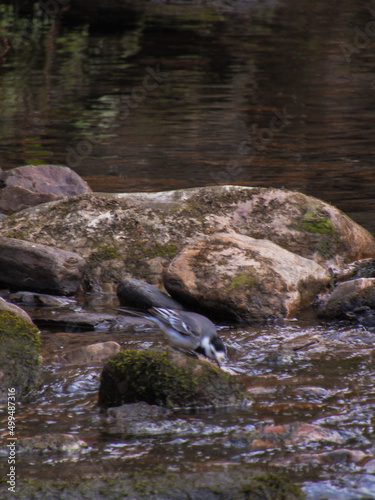 pájaro en río II