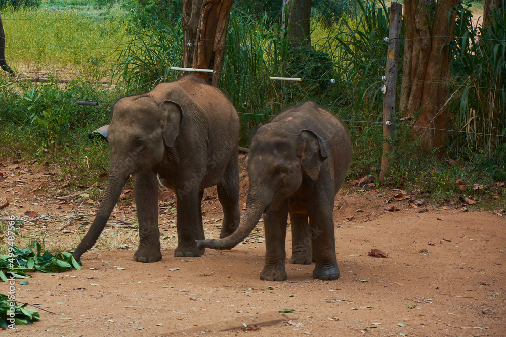 Elephant family walking with baby elephants
