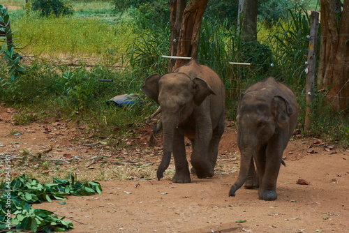 Elephant family walking with baby elephants © Pavel