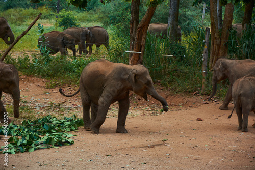 Elephant family walking with baby elephants © Pavel