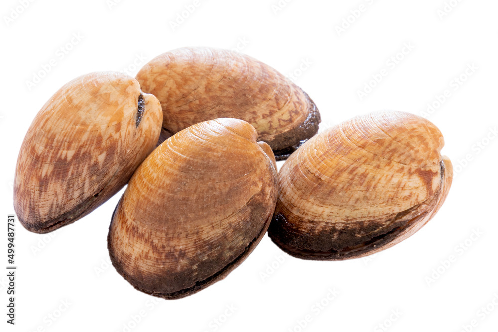 clam isolated on a white background clam isolated on a white background