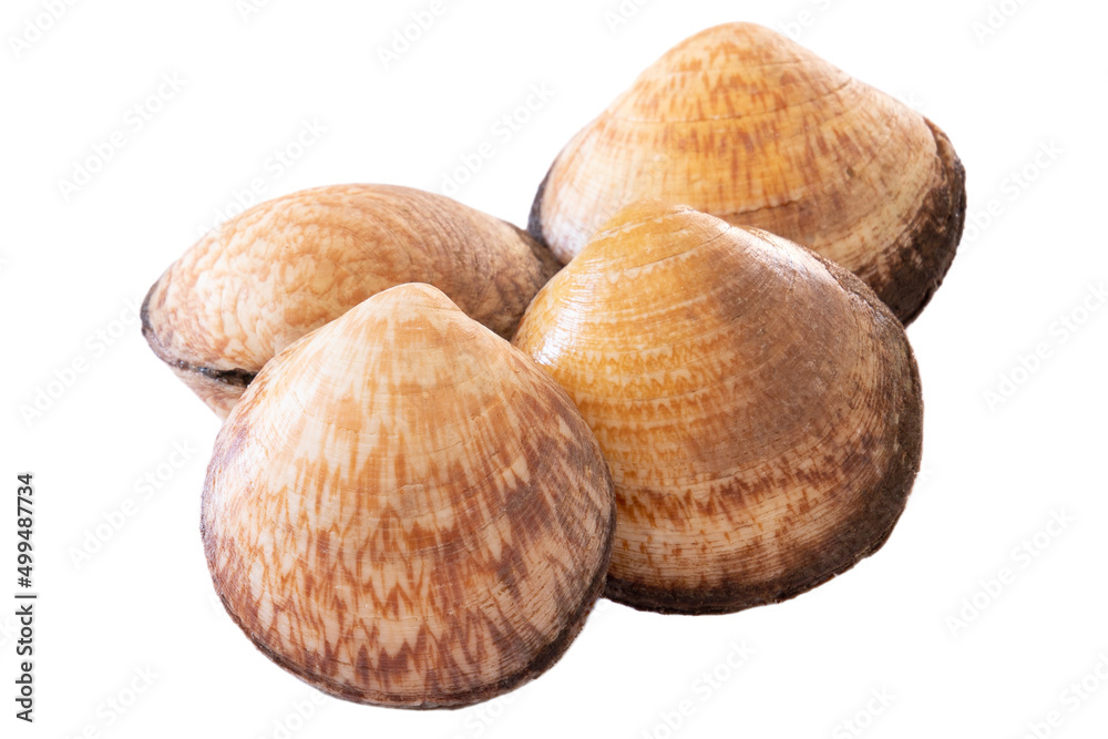 clam isolated on a white background clam isolated on a white background