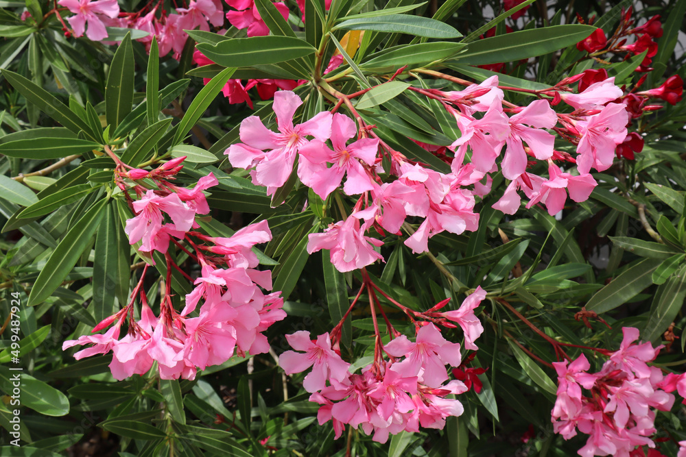 Oleander flowers with pink petals on a green background on a summer sunny day Oleander flowers with pink petals on a green background on a summer sunny day