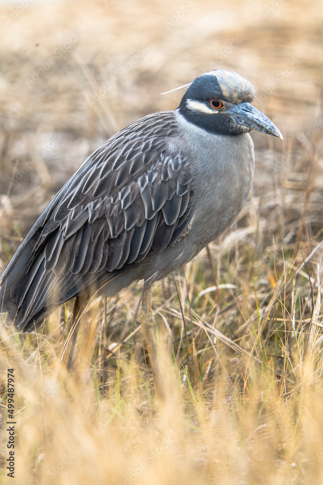 Obraz premium yellow crowned night heron in it's natural habitat