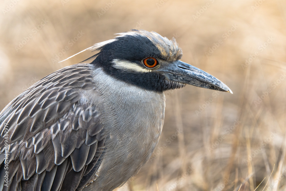 Obraz premium yellow crowned night heron close up landscape
