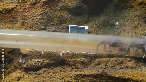 Naked mole-rat (Heterocephalus glaber) in a plastic tube in captivity