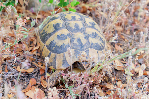 The Land turtle in its natural environment. A wild animal in forest of Kalambaka, Greece. The Hermanns tortoise. close up photo