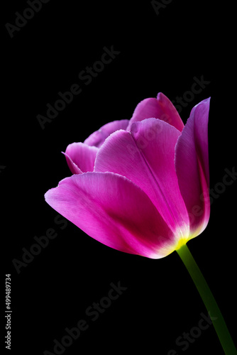Pink glowing tulip on a black background macro photography. Tulip flower with purple petals closeup photo.