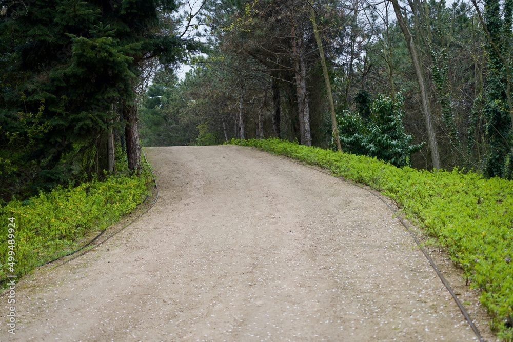 Fototapeta premium path in the forest