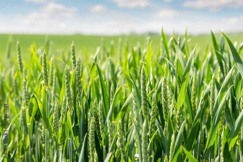 Obraz premium Scenic close up macro detail view of green field meadow with growing young wheat sprouts against blue sky sun background on sunny summer day. Agricultural country nature scenery pattern