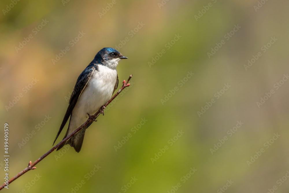 Tree Swallow perched on branch Tree Swallow perched on branch