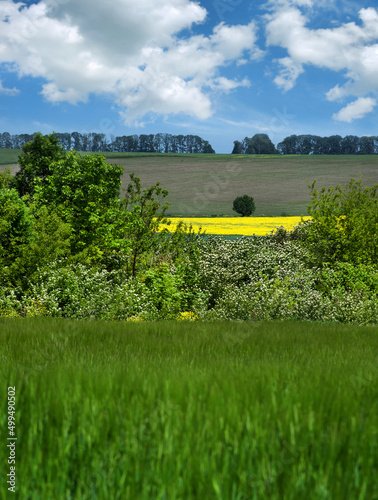 green field of cereals in spring, panoramic landscape of agricultural land wi...