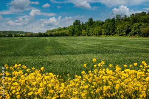 rapeseed close up front, beautiful green field of cereals, rural spring lands...