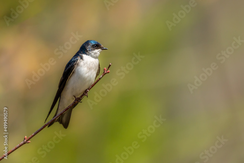 Tree Swallow perched on branch © Gordon