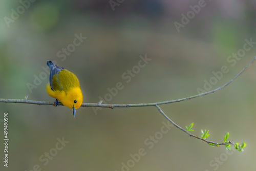 Prothonotary Wabler perched on tree branch photo