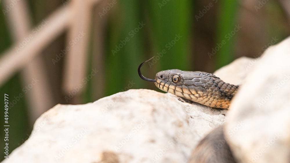 Fototapeta premium Snake water, latin Natrix tessellata lying on a rock, and basking in the sun