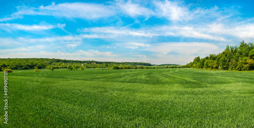 picturesque landscape of spring green field with blue sky? panoramic © pavlobaliukh