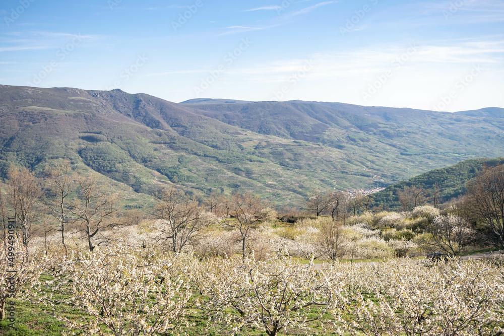 Cherry trees in bloom in the Jerte Valley