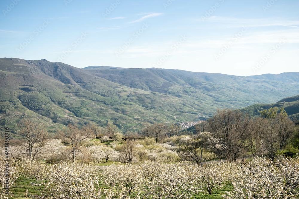 Naklejka premium Cherry trees in bloom in the Jerte Valley