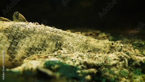 Saddled bichir (Polypterus endlicheri) camouflaging while a Senegal bichir (Polypterus senegalus) swims above photo