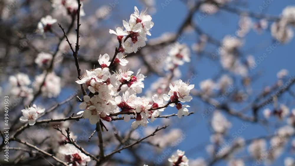 Blooming trees in spring. Branches of apricot flowers against the blue sky. Blooming trees in spring. Branches of apricot flowers against the blue sky.