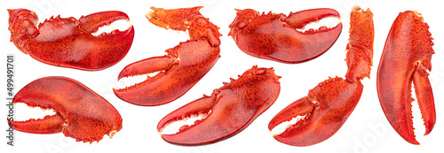 Lobster claw isolated on white background photo