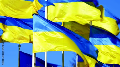 Many national Ukrainian Flags flutter on wind over blue sky. standwithukraine photo