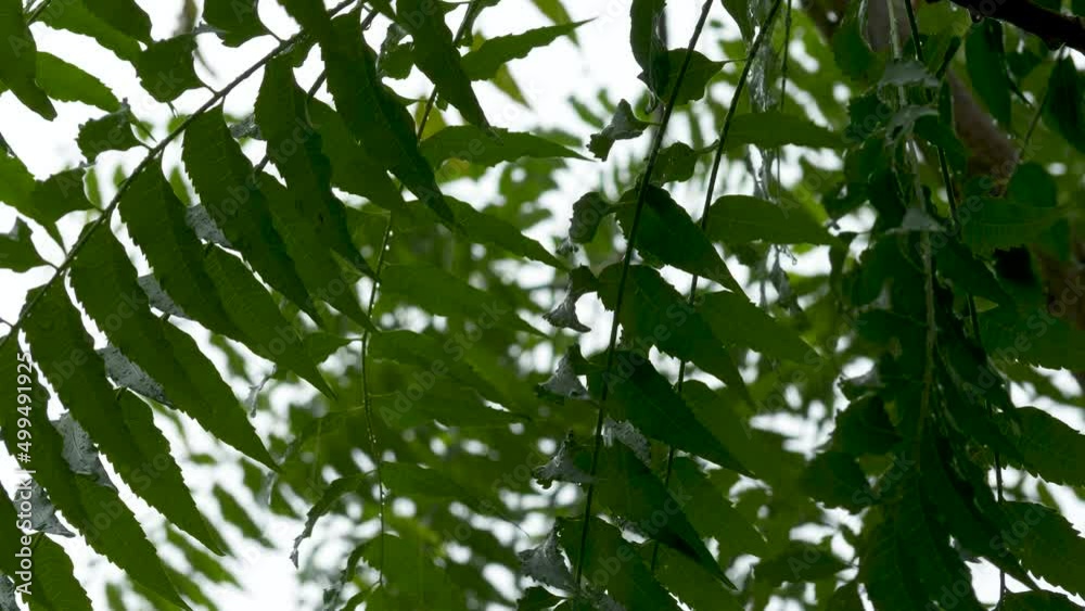 Green leaf on cloud rain sky background in garden. Abstract summer warm heavy rain falls. Weather background Green leaf on cloud rain sky background in garden. Abstract summer warm heavy rain falls. Weather background