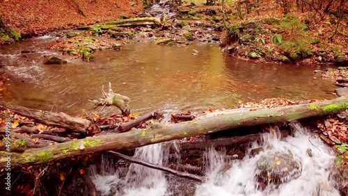 4K footage of wonderful mountain stream in the Shypit Karpat National Park. Bright autumn colors of leaves falling from trees. Preparing the Forest for the winter period. Carpathian mountains Ukraine photo