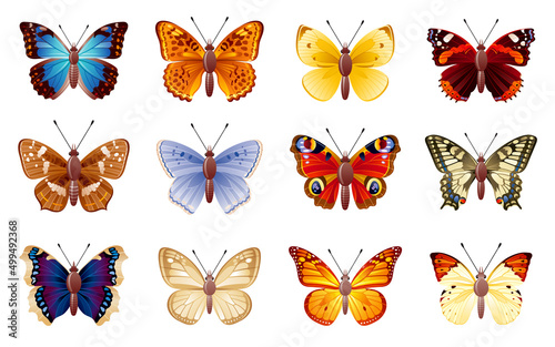 Butterfly vector set. Insect illustration. Isolated butterfly animal. Yellow monarch, blue morpho, peacock eye, swallowtail. Art design. Realistic spring collection, white background. Tropical summer photo