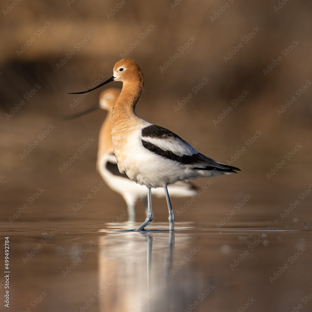 American avocet (Recurvirostra americana) wading in pond Colorado, USA American avocet (Recurvirostra americana) wading in pond Colorado, USA