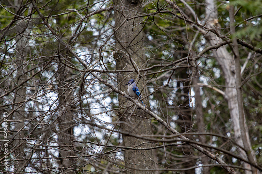 Fototapeta premium Bluejay in a tree