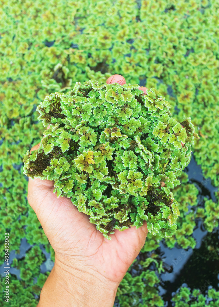 green floating Azolla Pinnata or Azolla microphylla at organic farm ...