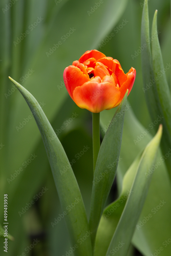 Naklejka premium Tulips close up 