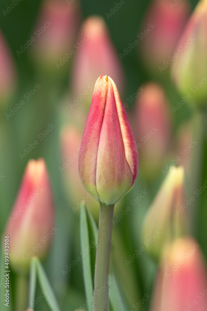 Fototapeta premium Tulips close up 