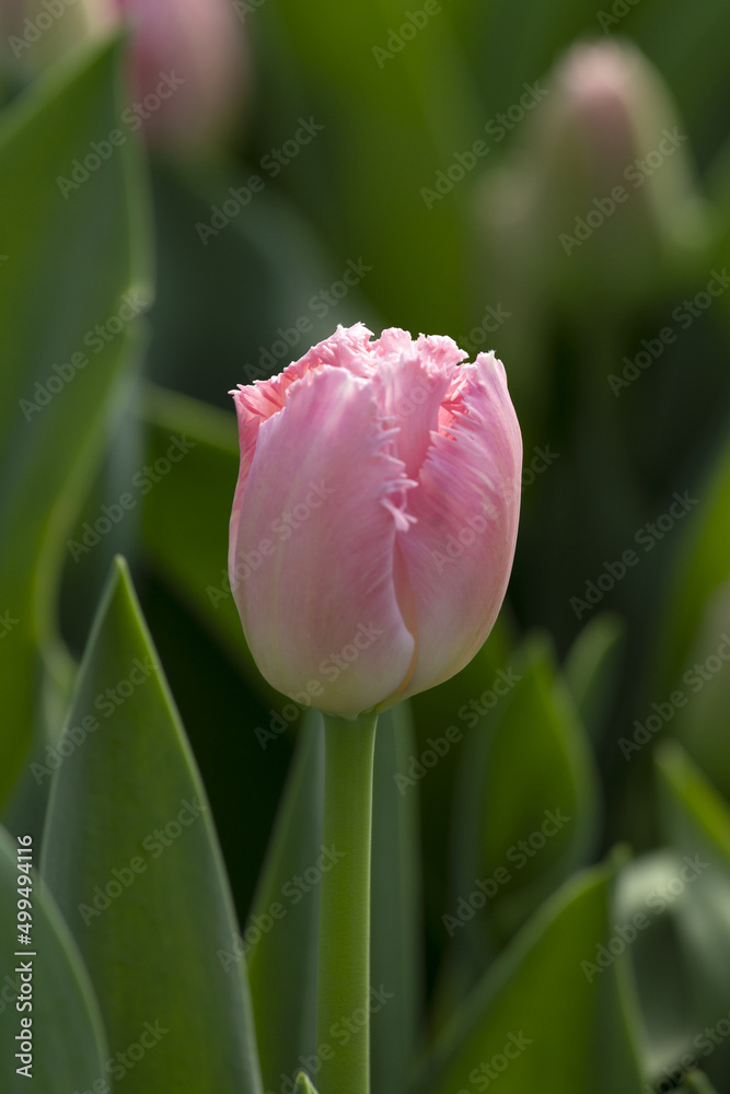 Fototapeta premium Tulips close up