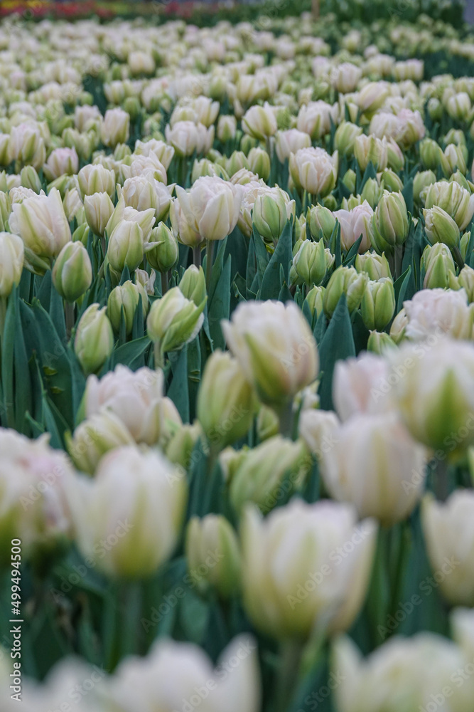 Tulips close up
Tulips close up