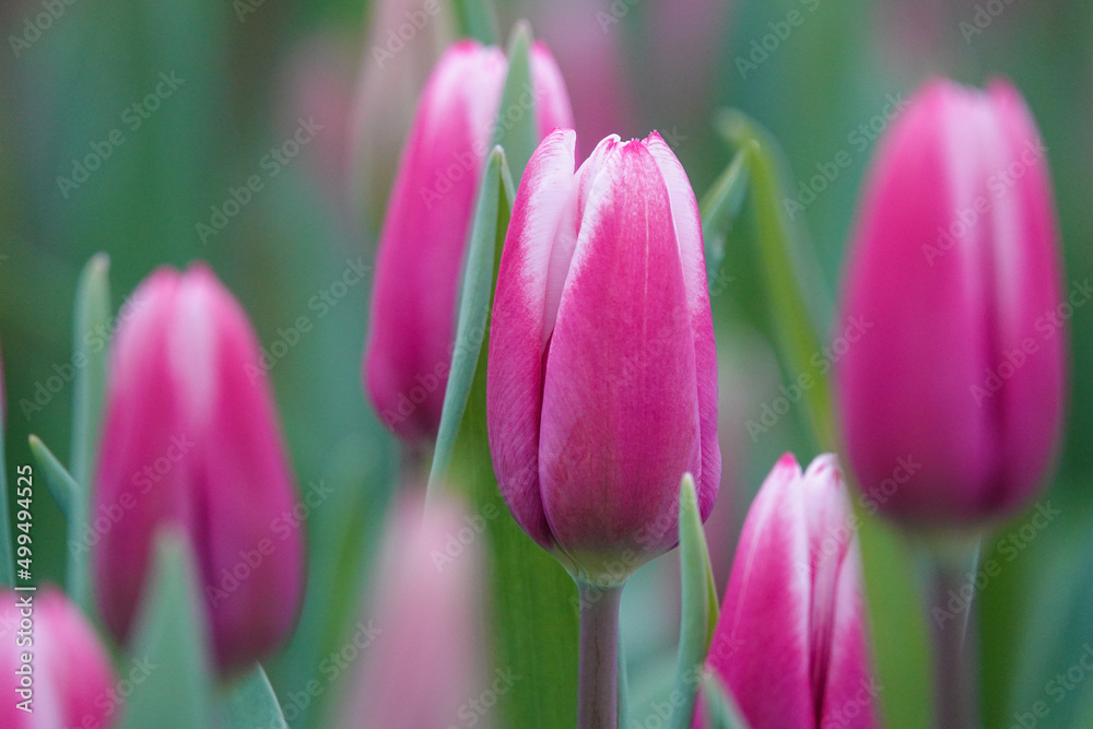 Fototapeta premium Tulips close up 