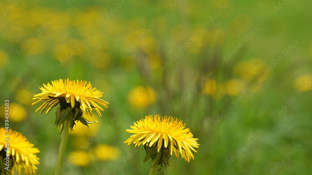 Piękny wiosenny żółty kwiat mlecz w promieniach słońca. - obrazy, fototapety, plakaty 