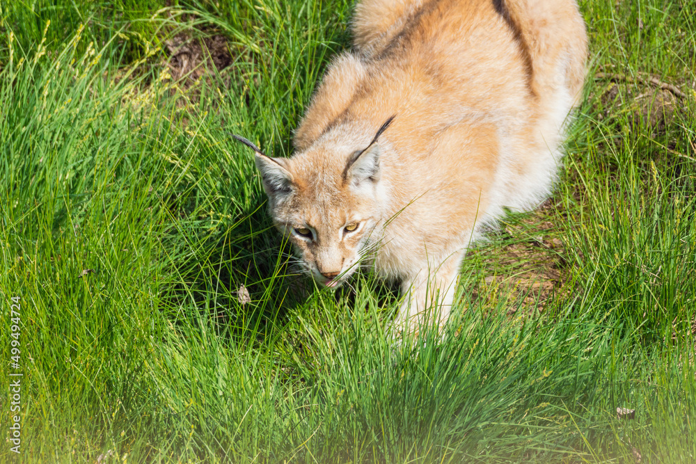 Animal wildlife portrait of a eurasian lynx lynx outdoors in the wilderness. Big cats and endangered species concept. Animal wildlife portrait of a eurasian lynx lynx outdoors in the wilderness. Big cats and endangered species concept.