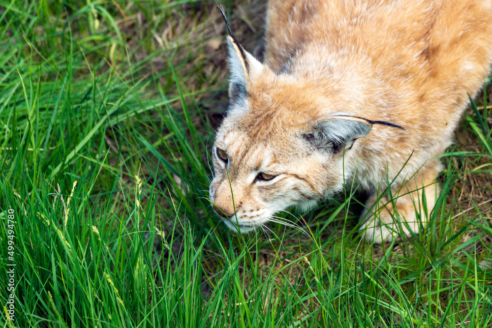 Obraz premium Animal wildlife portrait of a eurasian lynx lynx outdoors in the wilderness. Big cats and endangered species concept.