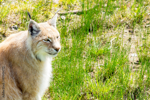Animal wildlife portrait of a eurasian lynx lynx outdoors in the wilderness. Big cats and endangered species concept.