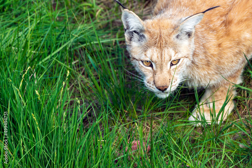 Animal wildlife portrait of a eurasian lynx lynx outdoors in the wilderness. Big cats and endangered species concept.