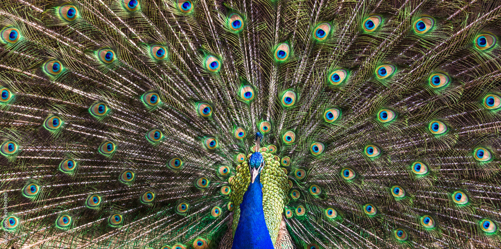 Naklejka premium The Indian peafowl, Pavo cristatus wildlife bird portrait. Common peafowl, peacock.