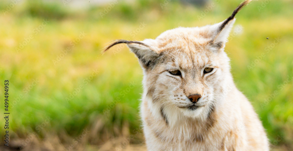 Obraz premium Eurasian lynx lynx portrait outdoors in the wilderness. Endangered species and animal photography concept.