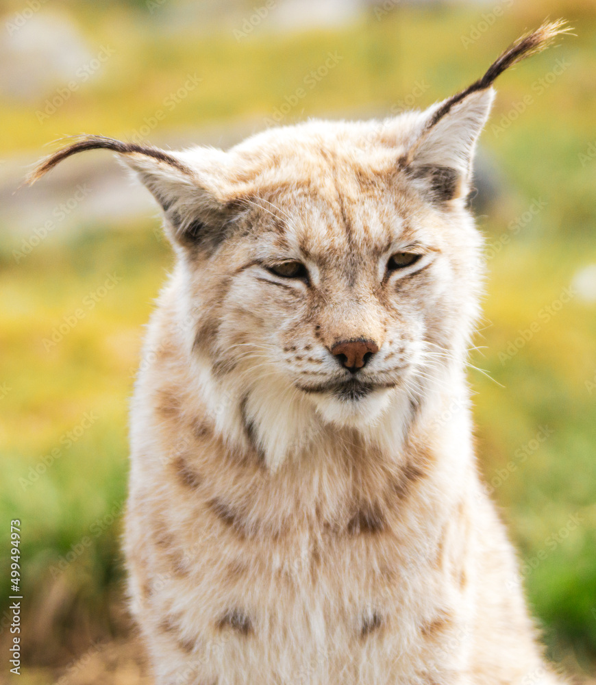 Obraz premium Eurasian lynx lynx portrait outdoors in the wilderness. Endangered species and animal photography concept.